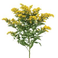 Golden Glory Solidago