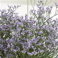 Arizona Blue Limonium