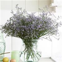 Arizona Blue Limonium