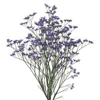 Kansas Blue Limonium