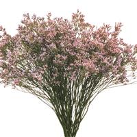 Tennessee Pink Limonium