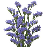 Wings Sky Limonium