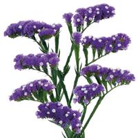 Wings Velvet Limonium