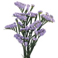 Wings Ocean Limonium