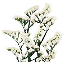 Wings Starlight White Limonium