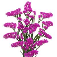 Wings Heart Limonium