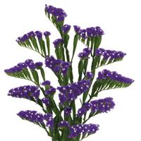 Wings River Limonium