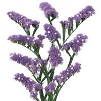 Wings Girlie Limonium