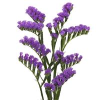 Wings Falcon Limonium