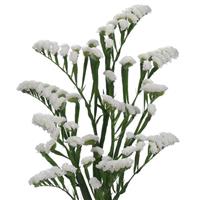 Wings Glacier Trophy Limonium