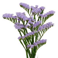 Wings Mermaid Limonium