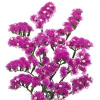 Wings Musical Limonium