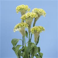 Spring Green Celosia