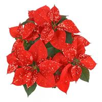 Sky™ Orange Poinsettia