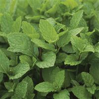 Mentha spicata Kentucky Colonel