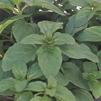 Mentha piperita Citrata