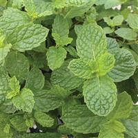 Mentha villosa Mojito