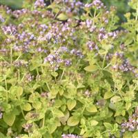 Origanum Gilt Trip