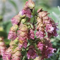 Origanum rotundifolium Kent Beauty