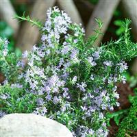 Rosmarinus officinalis Tuscan Blue