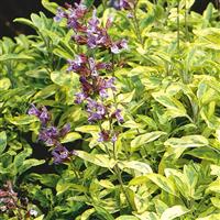 Salvia officinalis Aurea