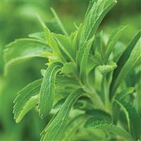 Sweet Leaf Stevia rebaudiana