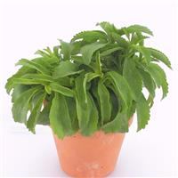 Sweet Leaf Stevia rebaudiana