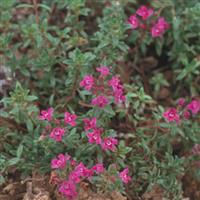 Thymus praecox Coccineus