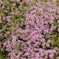 Thymus serpyllum Magic Carpet