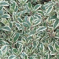 Thymus Silver King