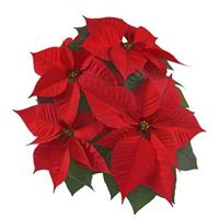 Christmas Chorus Red Poinsettia