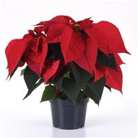 Christmas Chorus Red Poinsettia