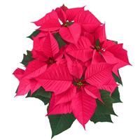 Christmas Chorus Hot Pink Poinsettia