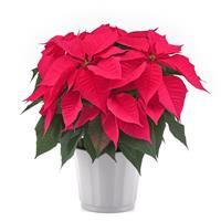 Christmas Chorus Hot Pink Poinsettia