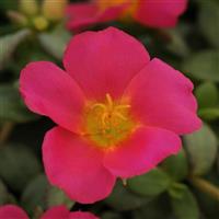 RíoGrande™ Magenta Purslane