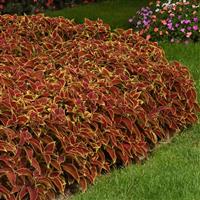 Ruby Heart Coleus, Premium Sun