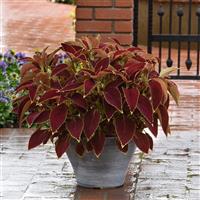 Ruby Heart Coleus, Premium Sun