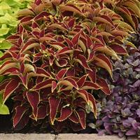 Ruby Heart Coleus, Premium Sun