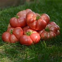 Heirloom Marriage™ Big Brandy Tomato