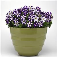 Mirage™ Blue Star Petunia