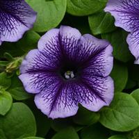 Mirage™ Blue Vein Petunia