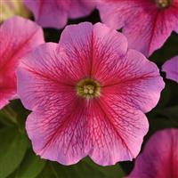 Mirage™ Chic Petunia