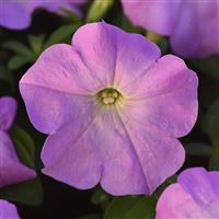 Mirage™ Lilac Petunia