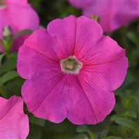 Mirage™ Pink Petunia