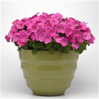 Mirage™ Pink Petunia