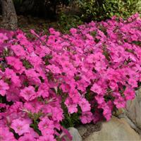 Mirage™ Pink Petunia