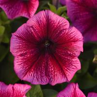 Mirage™ Plum Petunia