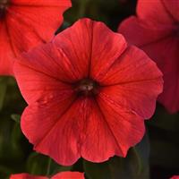 Mirage™ Red Petunia