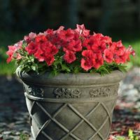 Mirage™ Red Petunia