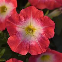 Mirage™ Red Morn Petunia